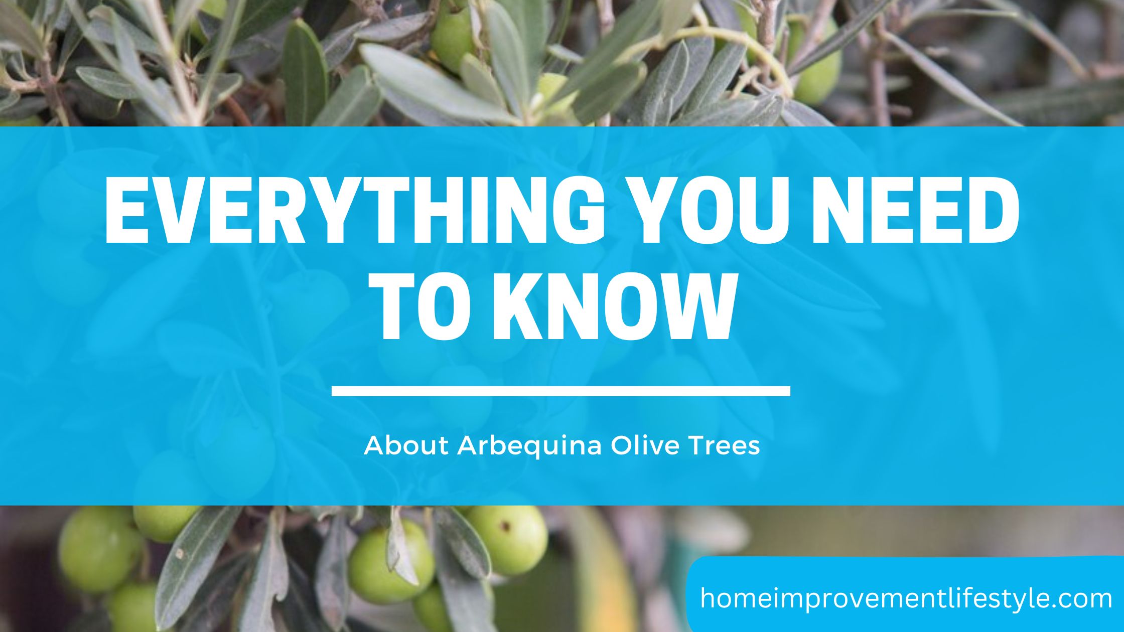 Arbequina-olive-tree