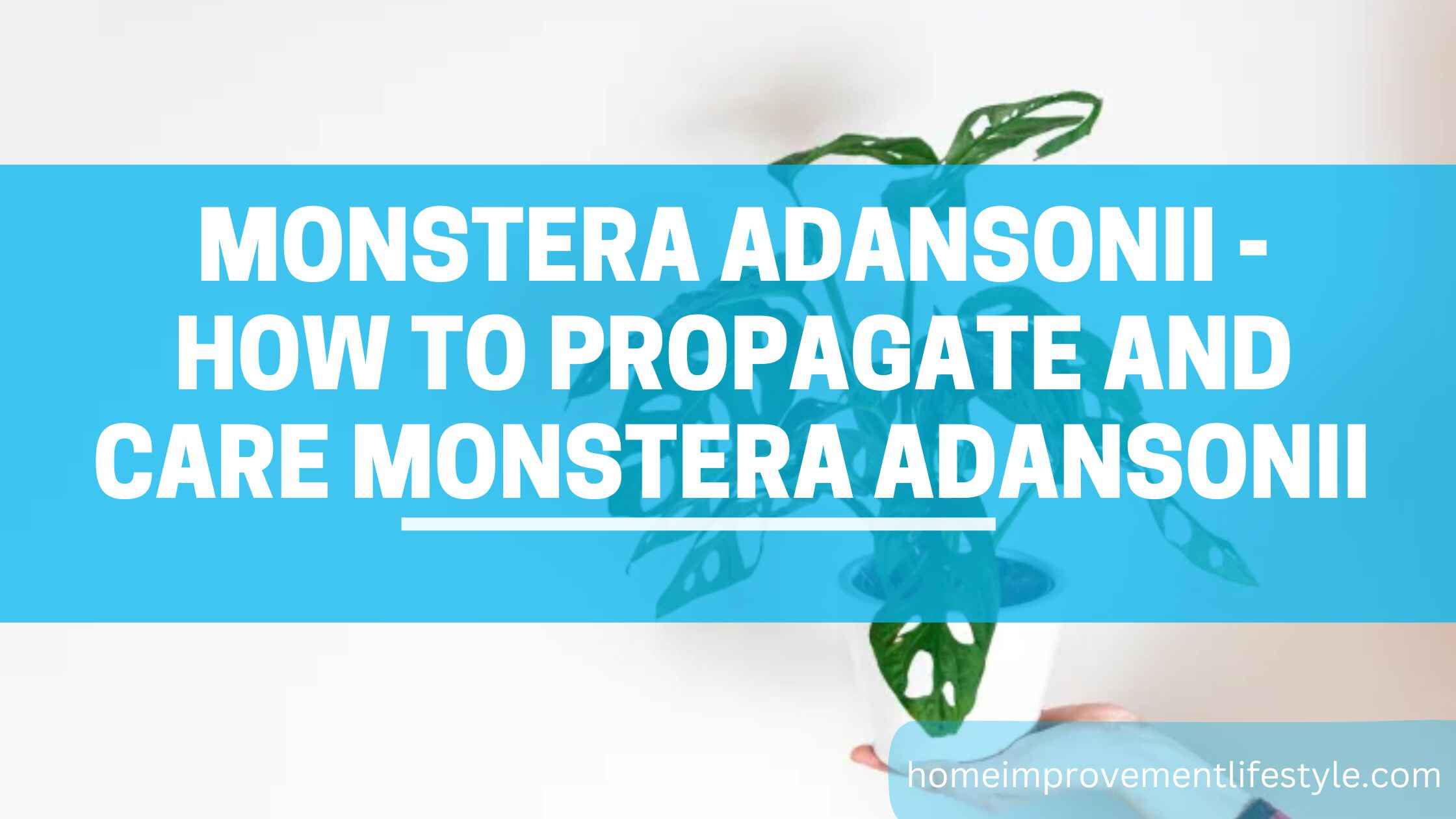 Monstera adansonii - How to Propagate and Care Monstera adansonii