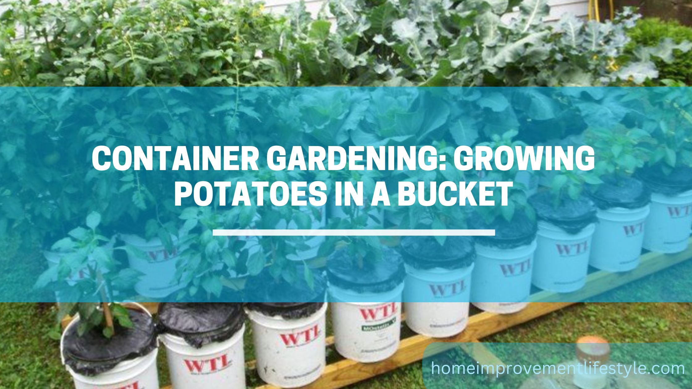 Container Gardening: Growing Potatoes in a Bucket
